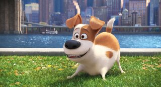 Cinema: “Pets” tem sessão gratuita para incentivar a adoção de animais