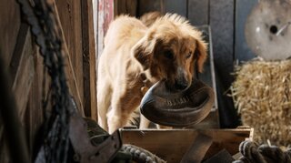 Cinema: “Quatro Vidas de Um Cachorro” estreia envolto em polêmicas