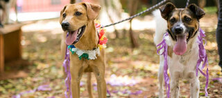 Na Cidade: Carnaval Animal na República