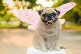 Na Cidade: Desfile de fantasias para cachorros no Shopping Higienópolis