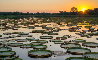 Viagens Nacionais: Pantanal é destino perfeito para quem gosta de natureza selvagem; conheça atrações imperdíveis