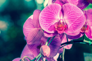 Na Cidade: 96ª Exposição das Orquídeas 