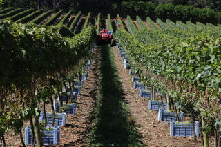 Viagens: Última chance: São Roque realiza programação especial para o Dia Nacional do Vinho 2017