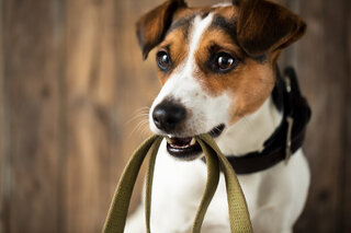 Saúde e Bem-Estar: Projeto incentiva pessoas a passearem com cães para adoção