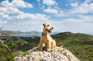 Pet: 4 cidades próximas a SP para viajar com seu cachorro e curtir a natureza
