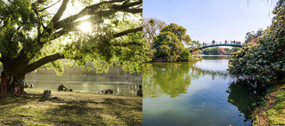 Na Cidade: Passeio passa por pontos inéditos do Parque Ibirapuera e mostra a cidade por um outro ângulo