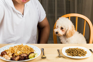 Pet: Alimentação para pets: tudo sobre comida caseira e alimentos proibidos para cães e gatos