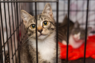 Pet: Centro de adoções exclusivo para gatos é inaugurado na Rua Augusta