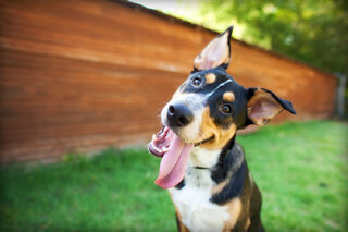 Pet: Parque de Diversões para Pets 