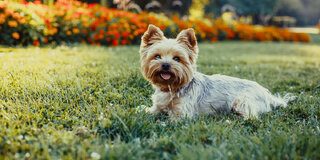 Pet: Encontro de Cães da raça Yorkshire Terrier