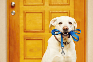 Pet: Leishmaniose Visceral Canina tem tratamento: saiba mais sobre a doença que acomete cães em todo o mundo 