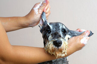 Pet: 5 cuidados básicos com o pet na hora do banho 