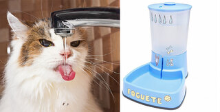 Pet: Purificador de água para pets oferece praticidade na hora de cuidar do seu animal; saiba mais!