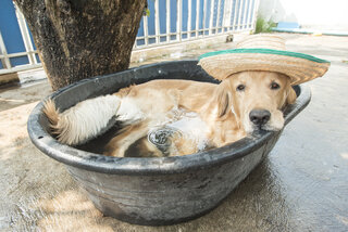 Pet: Tá calor? 5 cuidados com o pet durante o verão