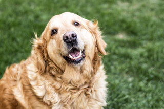 Pet: Obesidade Pet: entenda os riscos e cuidados que você deve ter com seu animal