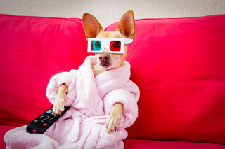 Pet: Canal de TV exclusivo para cachorros chega ao Brasil pela Discovery; saiba mais!