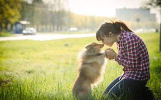 Pet: Censo Canino 2017: descubra quais são os nomes de cachorro mais comuns