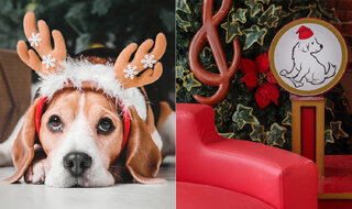 Na Cidade: Natal Pet: Shopping de SP faz trono especial para que os cães tirem foto com o Papai Noel