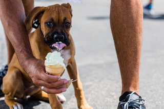 Pet: 6 passeios incríveis para fazer com seu pet durante as férias em São Paulo