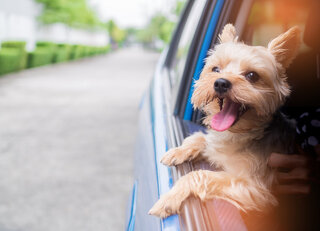 Pet: De plano de saúde a massagista: 8 serviços para os pets que você precisa conhecer