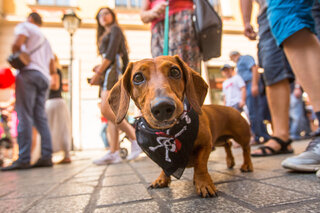 Pet: EnCÃOtro especial de Carnaval na Vila Butantan