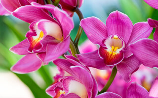 Na Cidade: Exposição de Orquídeas da AOSP