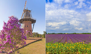 Viagens Nacionais: 5 lugares próximos a São Paulo perfeitos para os amantes de flores