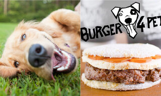 Pet: Hamburgueria em SP inova com lanche especial para cachorro; saiba mais!