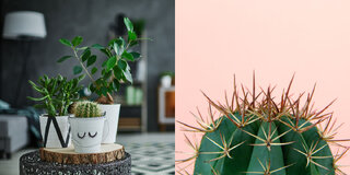 Moda e Beleza: Dicas de como cultivar cactos e suculentas e decorar a casa de um jeitinho fofo