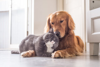 Na Cidade: Evento de adoção de cães e gatos