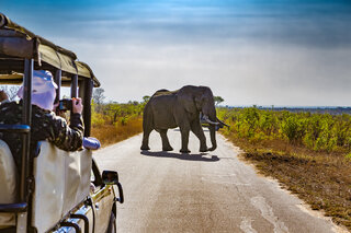 Viagens Internacionais: 10 países incríveis para fazer um safari