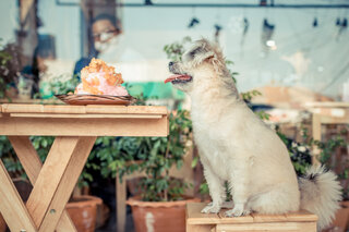 Pet: De cerveja a hambúrguer: 4 lugares em São Paulo com cardápio para os pets