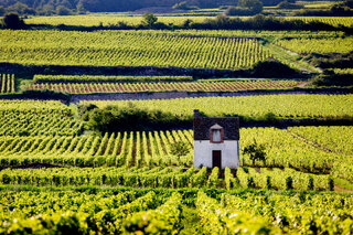 Viagens Internacionais: 10 destinos que todo apaixonado por vinho tem que conhecer