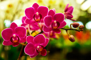 Exposição: 99ª exposição de orquídeas