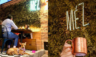 Bares: Pet friendly: conheça 5 bares em São Paulo onde seu pet é bem-vindo 