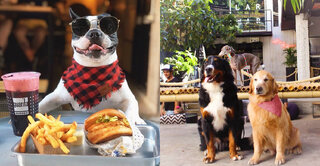 Na Cidade: Pet friendly: 18 bares e hamburguerias em SP para dar um rolê com seu cachorro