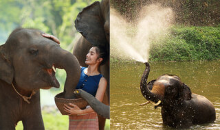 Viagens Internacionais: Turismo do Bem: conheça os Santuários de Elefantes na Tailândia