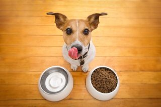 Pet: 11 alimentos proibidos para seu animal de estimação
