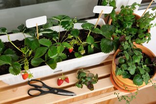 Casa e decoração: 10 dicas para fazer uma hortinha em casa