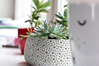 Casa e decoração: Decoração verde: 5 plantas ideais para ter em seu apartamento 