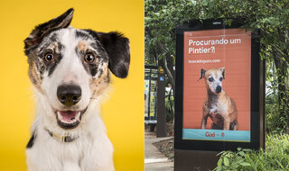 Pet: Site ajuda adoção de vira-latas usando buscas erradas por raças de cachorros; saiba mais!