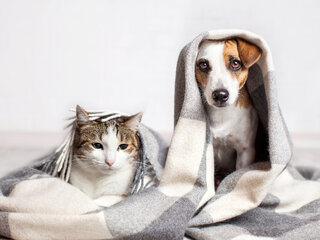 Pet: 6 cuidados básicos com seu cão ou gato durante o inverno