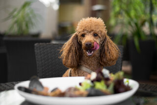 Pet: Confira mais de 30 restaurantes pet friendly em São Paulo