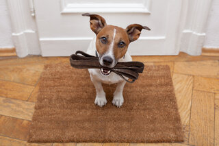 Pet: 8 dicas para deixar o passeio com o seu cãozinho ainda melhor