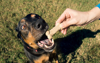 Pet: Aprenda a fazer um biscoito caseiro para cachorro 