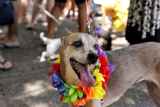 Pet: Carnaval PET