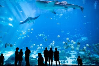 Programação Infantil: 7 zoológicos e aquários ao redor do mundo para visitar online