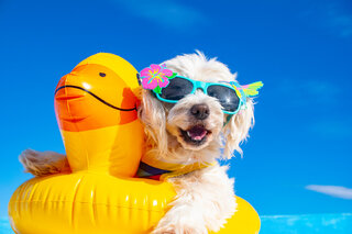 Pet: Praia de Juquehy recebe 'Dog Beach Park' para que pets possam ir à praia; saiba tudo!