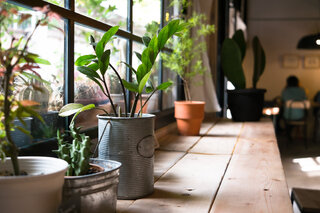 Casa e decoração: 7 dicas que vão te ajudar a cuidar das plantas no inverno