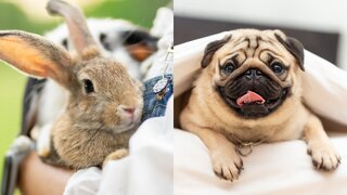 Pet: Descubra qual é o pet perfeito para o seu signo